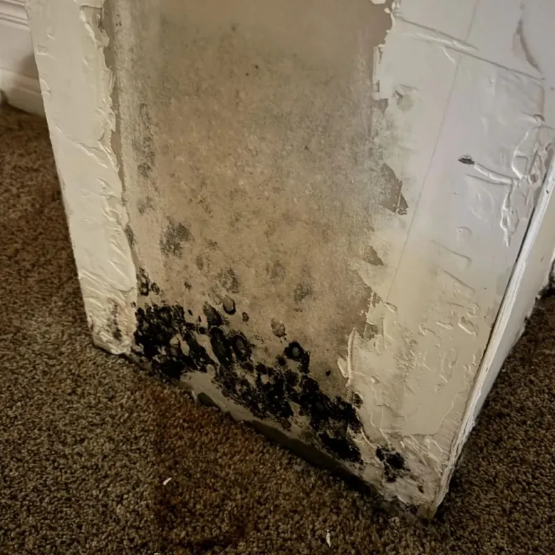 Professional Mold Removal in Saint John, IN